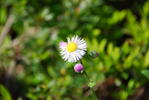 サムネイル：可憐な花